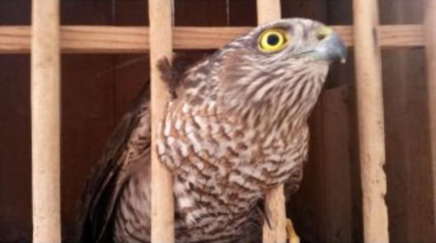 Donmak &Uuml;zere Atmaca Bakım Sonrası Doğaya Bırakıldı