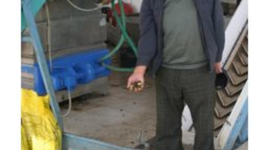 Zeytin Rekoltesi D&uuml;ş&uuml;k Bekleniyor, Fiyatlar Tırmanışta