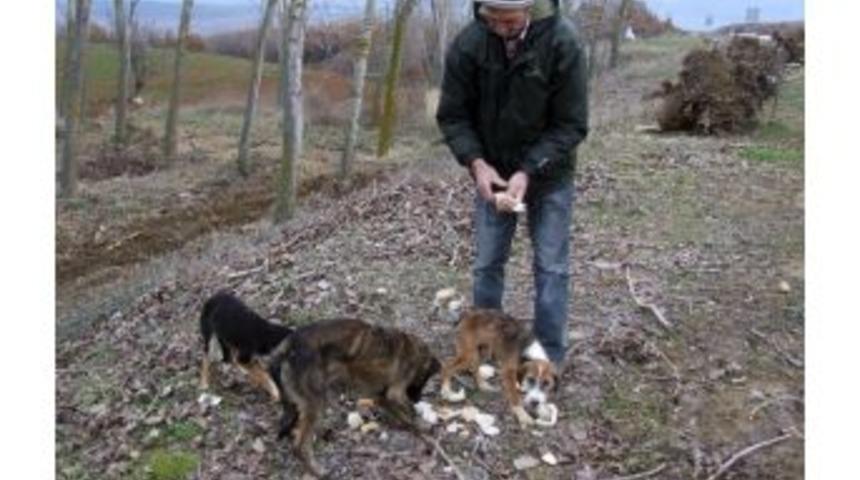 Ormanlık Alanda Donmak &Uuml;zere Olan 10 K&ouml;pek Bulundu