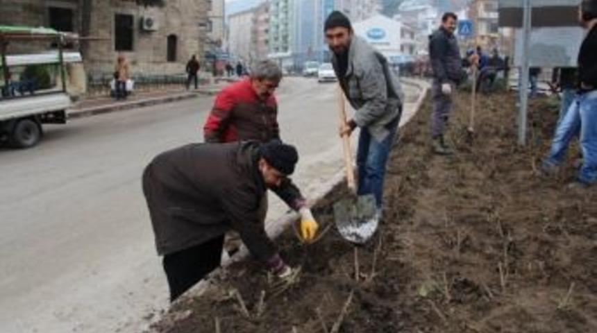 Belediye 2 Bin Mevsim &Ccedil;i&ccedil;eği Dikiyor