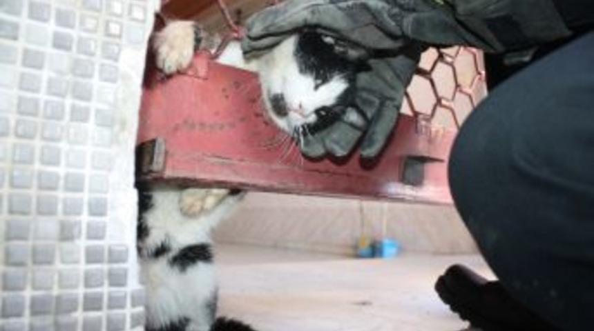 İtfaiyeden Kedi Operasyonu