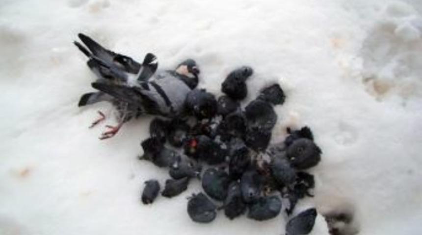 Batman &Ccedil;evre G&ouml;n&uuml;ll&uuml;leri Derneği Soğuk Havalara Karşı Hayvanların Korunmasını İstedi