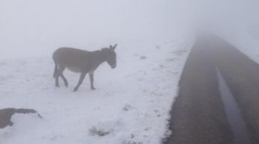 Batman'da Başı Boş Eşekler Donma Tehlikesi Ge&ccedil;irdi