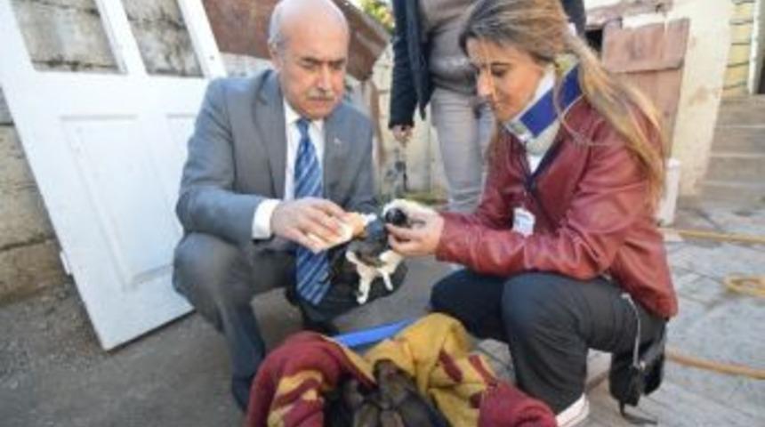 Anneleri &Ouml;len 8 K&ouml;pek Yavrusuna S&uuml;tanne Aranıyor