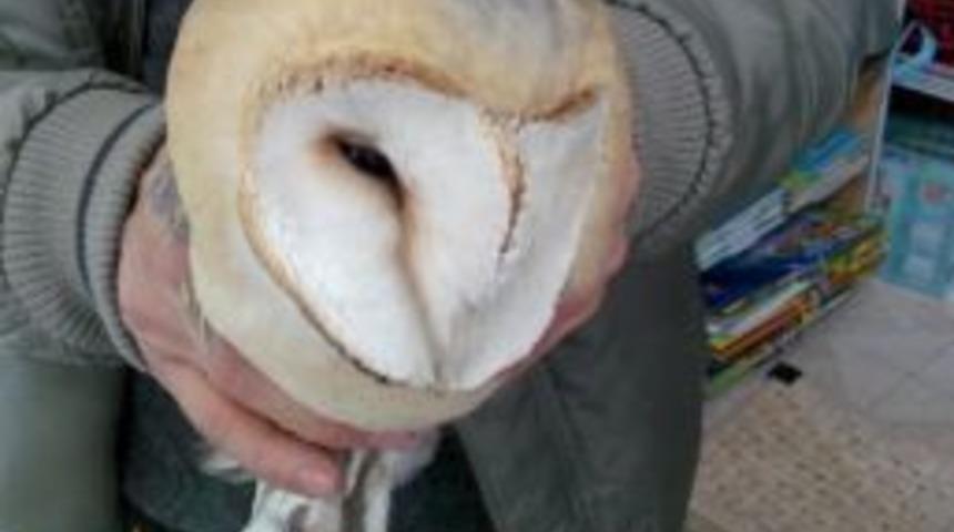 Yaralı Baykuş Tedaviden Sonra Doğal Yaşama Bırakılacak