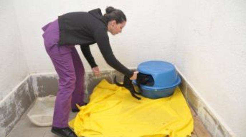 G&uuml;zelbah&ccedil;e'de &Uuml;ş&uuml;yen Hayvanlara Barınak