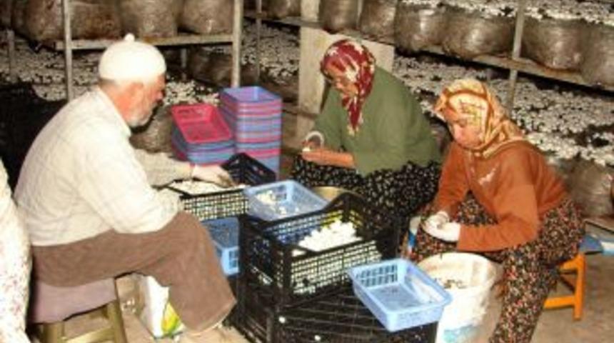 K&uuml;lt&uuml;r Mantarı &Uuml;retimi 5 Bin Kadına Iş Istihdamı Sağlıyor