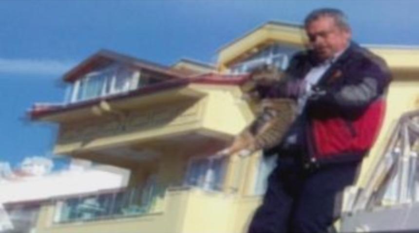 K&ouml;pekten Ka&ccedil;an Kedi Ağa&ccedil;ta Mahsur Kaldı