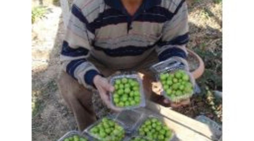 Aralıkta Erik Ağa&ccedil;ları Meyve Verdi