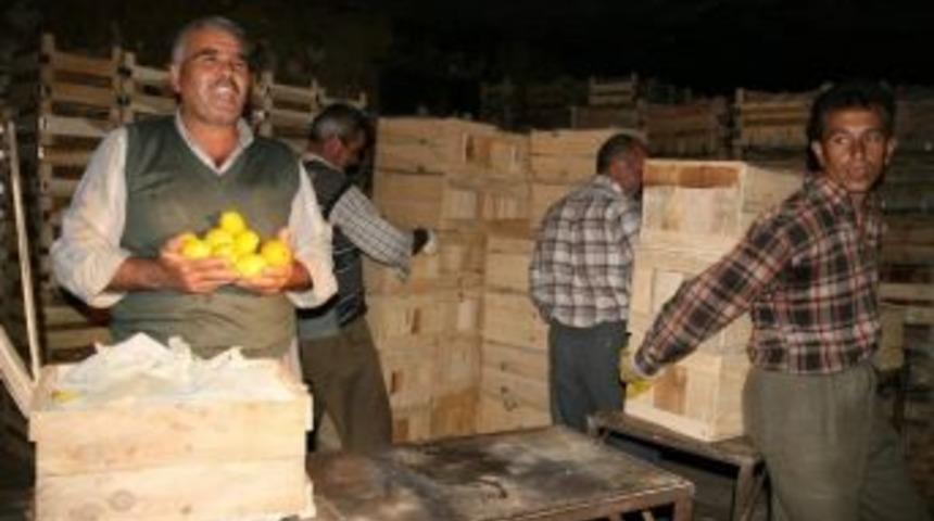 Akdeniz Limonları Kapadokya'daki Kaya Depolarda Saklanacak