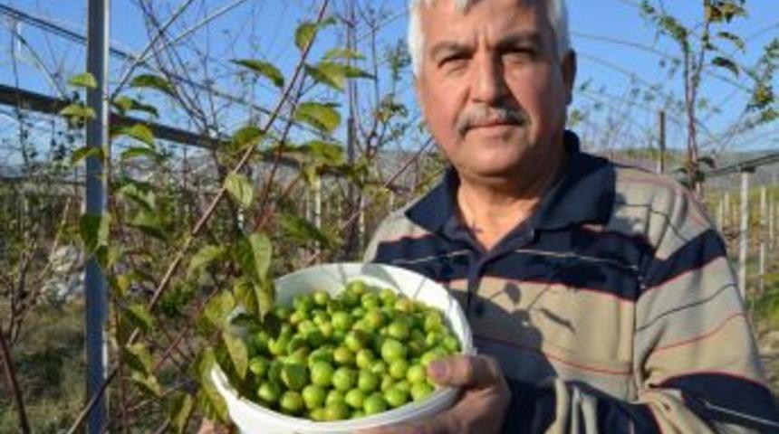 Mevsiminden 5 Ay &Ouml;nce Meyve Veren Erik, &Uuml;reticiyi Endişelendirdi