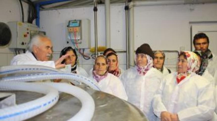 Bayan &Ccedil;ift&ccedil;ilere S&uuml;t Inek&ccedil;iliği Eğitimi Verildi