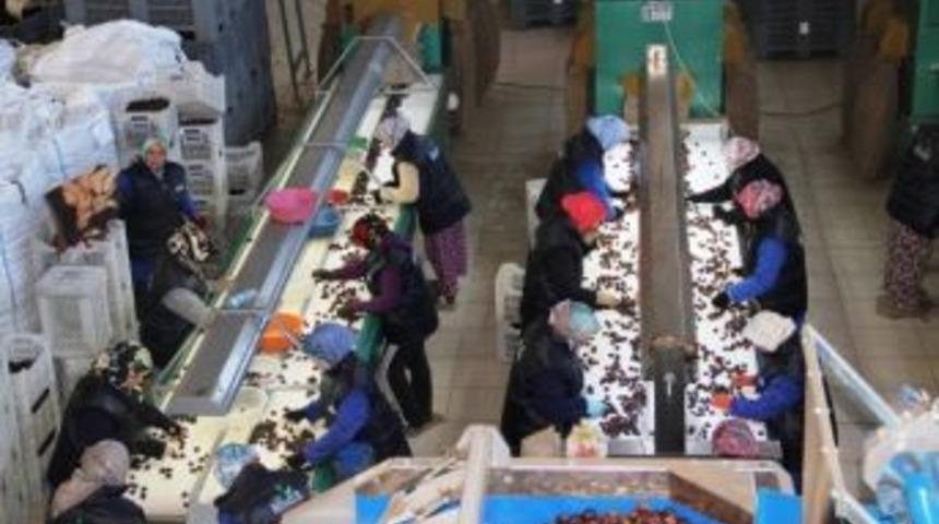 Kestane Sınırları Aştı