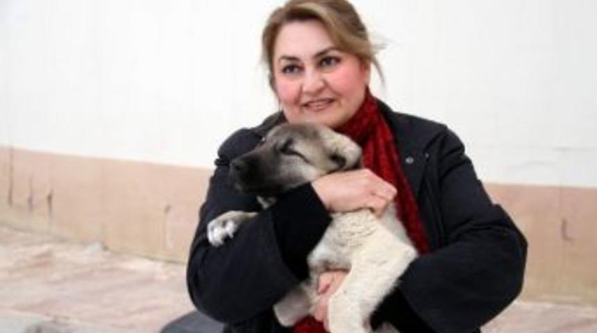 (&ouml;zel Haber) Donma Tehlikesi Ge&ccedil;iren Hayvanlar İ&ccedil;in Kartondan Barınak Yapıldı