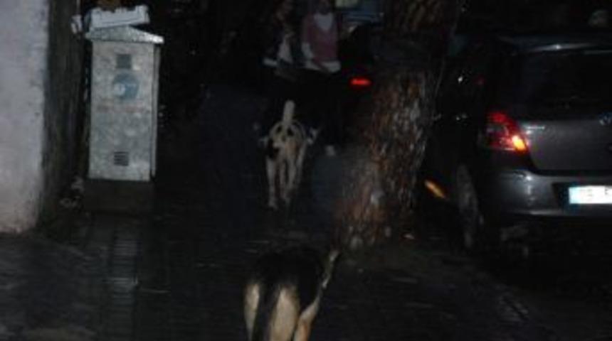 Aydın&rsquo;da Başıboş Dolaşan K&ouml;pekler Korku Salıyor