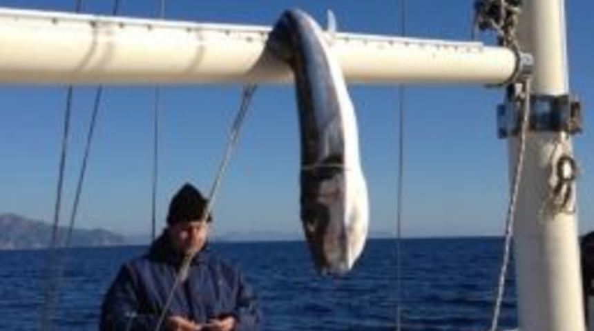 Marmaris&rsquo;te 20 Kiloluk Dev Balon Balığı Yakalandı