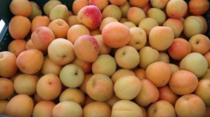 Mut&rsquo;ta Kayısı İhracatı Hedefine Ulaştı