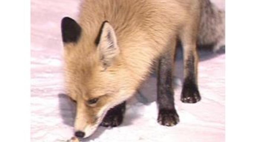 A&ccedil; Kalan Tilkileri Otel &Ccedil;alışanları Kurabiye İle Besliyor