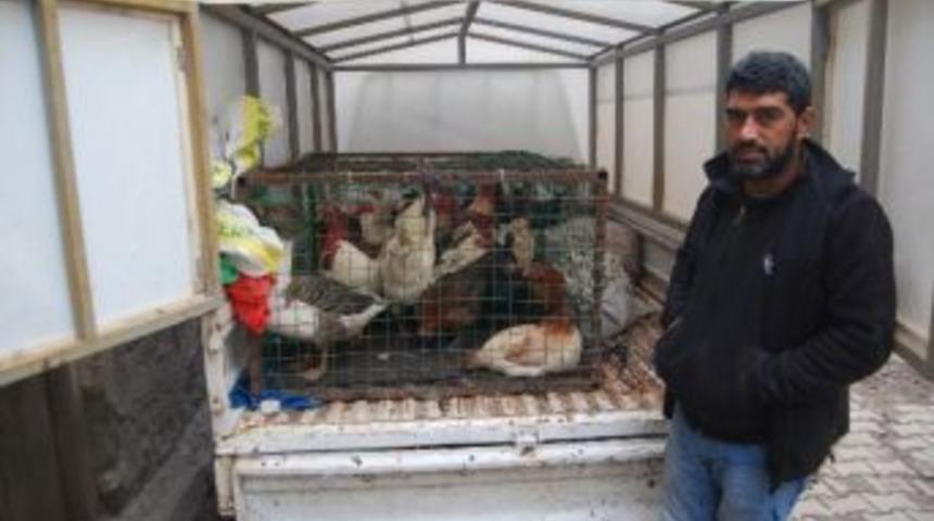 Canlı Tavuk Satıcıları Kan Ağlıyor
