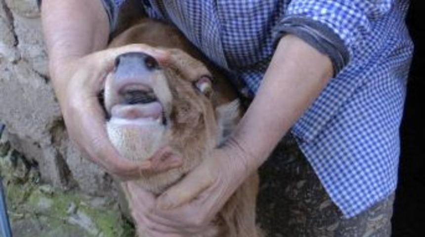 Zonguldak'ta Ağzı A&ccedil;ık Doğan Buzağı G&ouml;renleri Hayrete D&uuml;ş&uuml;r&uuml;yor