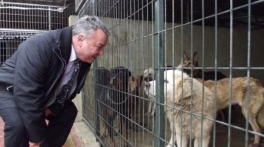 Donmaktan Kurtarılan K&ouml;pekler Barınağa Kondu