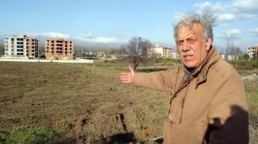 Mandalina Ağa&ccedil;larını &Ccedil;aldılar