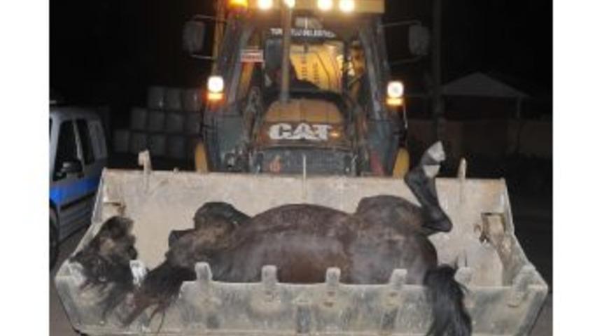 Otomobil Aniden Yola &Ccedil;ıkan Ata &Ccedil;arptı