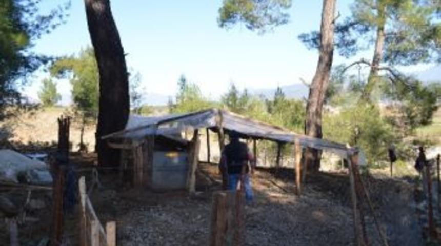 Kuzular &Ouml;ks&uuml;z Kaldı