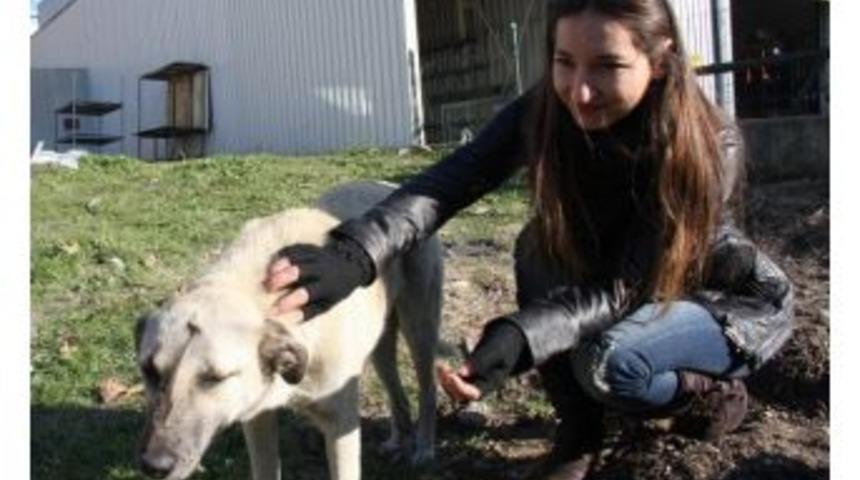(&ouml;zel Haber) Sokak Hayvanları İ&ccedil;in Yemek Pişirdiler