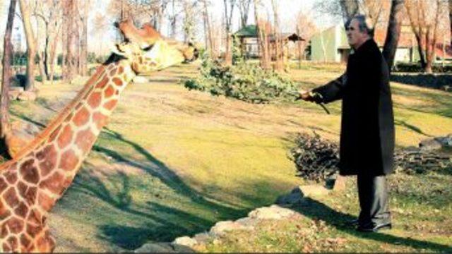 Bursa Hayvanat Bahçesi Genişletiliyor, Fil, Fok Ve Penguen De Geliyor