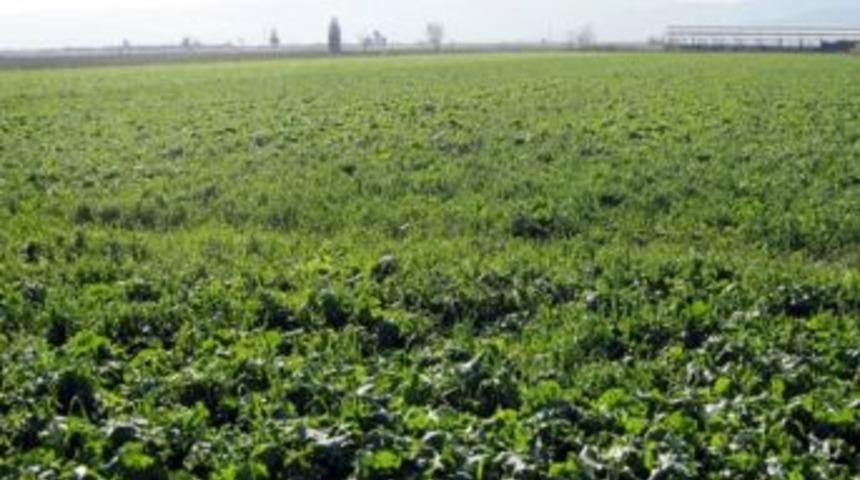 İncirliova Osmanb&uuml;k&uuml; K&ouml;y&uuml;nde Yeni Yem Bitkileri Ekimi Yapıldı