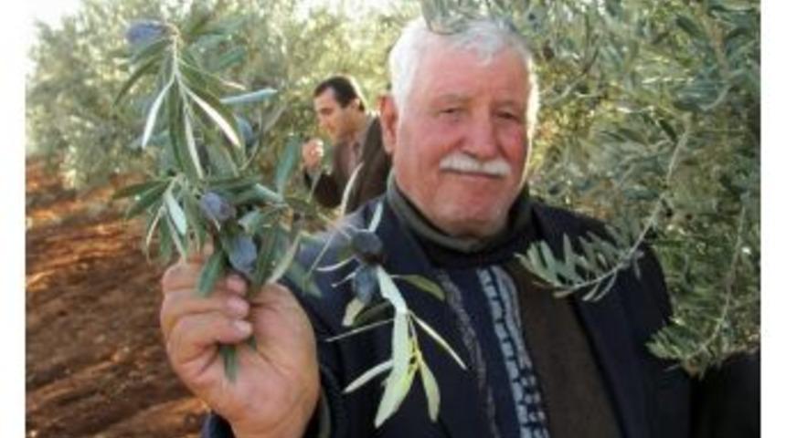 Araban&rsquo;da 2013 Yılı Zeytin Hasadı Başladı