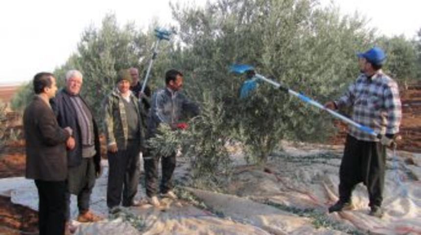 Araban&rsquo;da Zeytin Hasadı Başladı