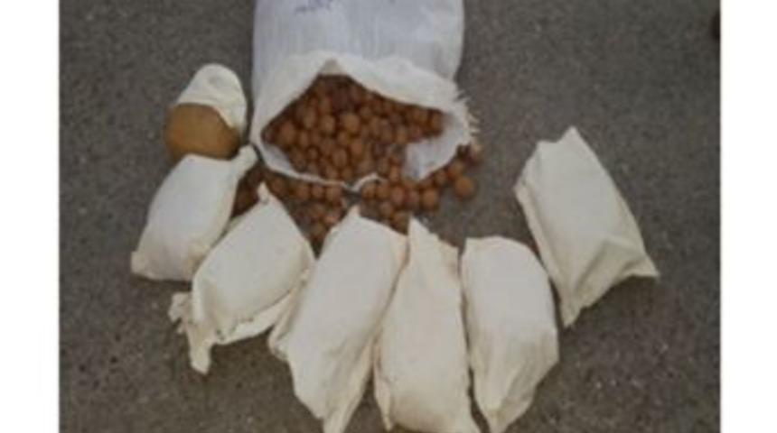 Ceviz &Ccedil;uvalından Esrar &Ccedil;ıktı