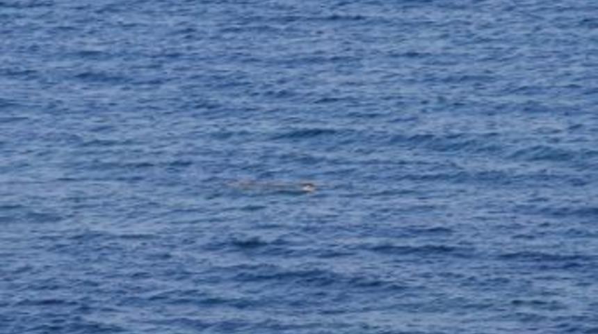 (&ouml;zel Haber) Didim&rsquo;in 2'nci 'badem'i