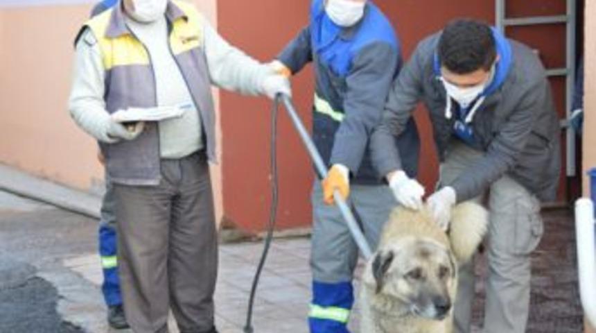 Kocasinan'da Sokaktaki Kedi Ve K&ouml;peklere Sıcak Koruma