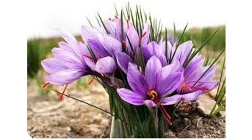 Safranda T&uuml;m&ouml;r İ&ccedil;in Umut Verici Bulgular