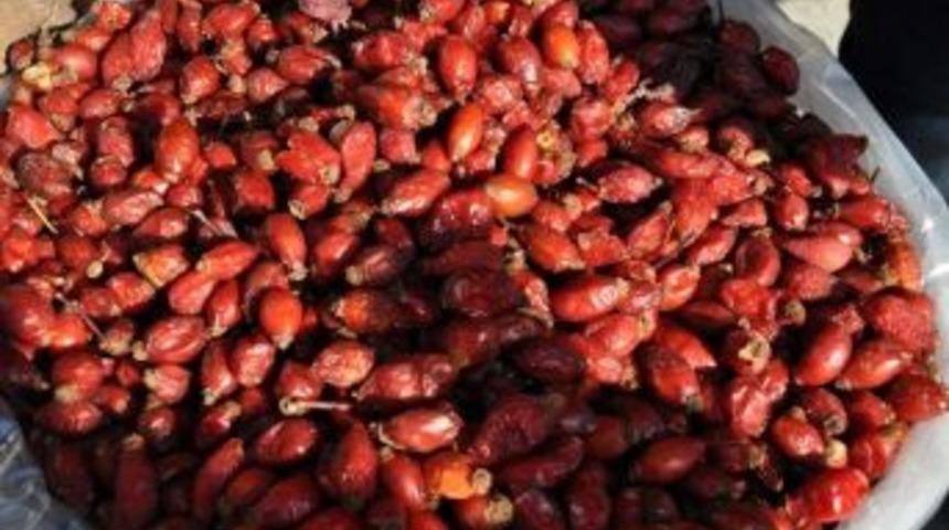 C Vitamini Zengini 'kuşburnuna' Yoğun İlgi