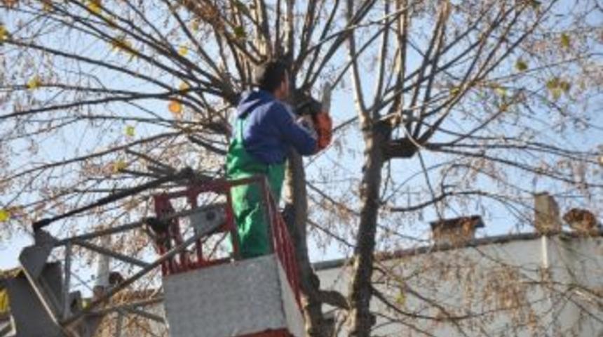 Sakarya&rsquo;da Ağa&ccedil;lar Budanıyor