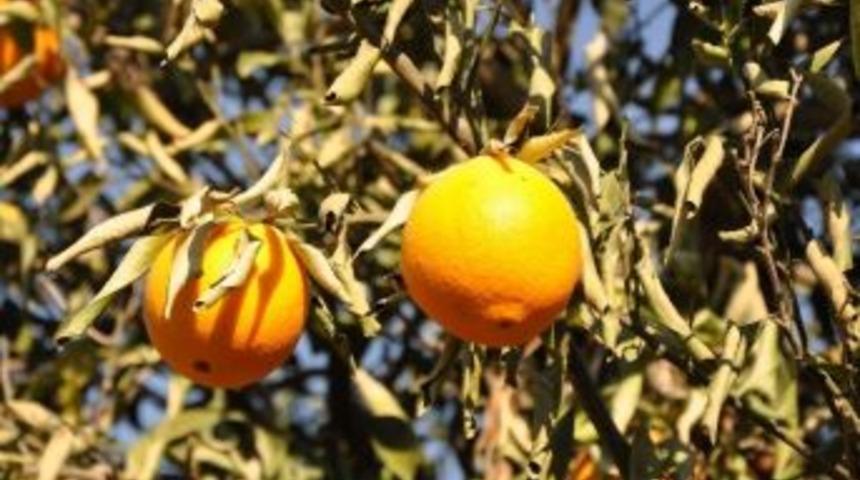 Narenciye Bah&ccedil;elerini "don" Vurdu