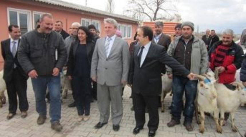 &Ccedil;anakkale&rsquo;de Saanen Irkı Teke Dağıtıldı