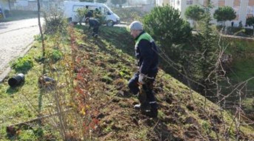 Başiskele'de Bitkilendirme &Ccedil;alışmaları Devam Ediyor