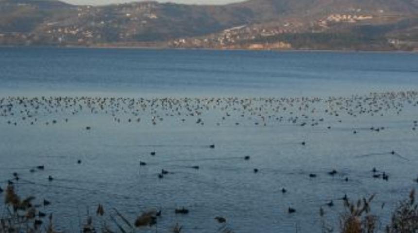 Sapanca G&ouml;l&uuml; Kış Misafirlerini Ağırlıyor