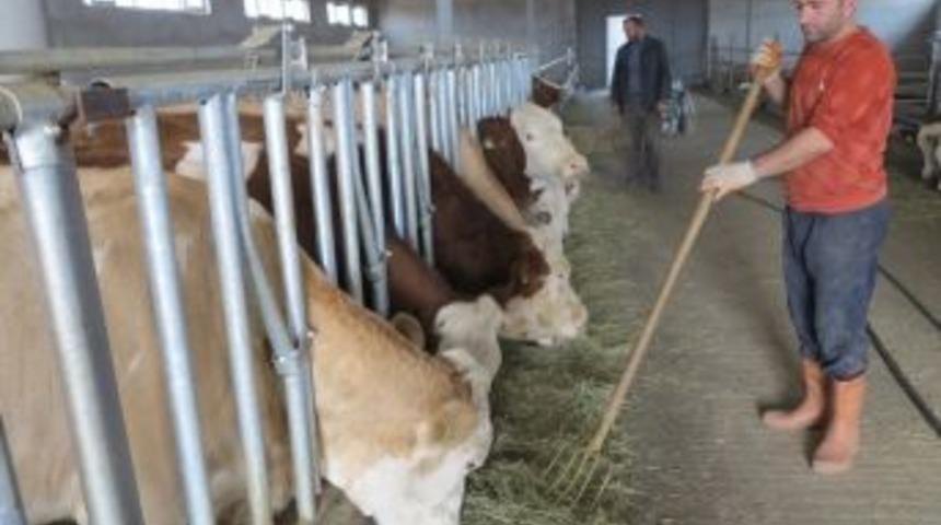 Daka İle Modern Hayvancılığa Ge&ccedil;ti