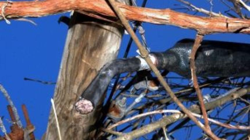 Kablo Fareleri İşbaşında