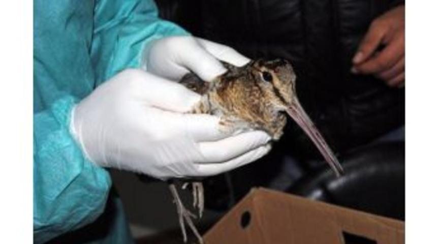 Hayvan Sevgisinin B&ouml;ylesi