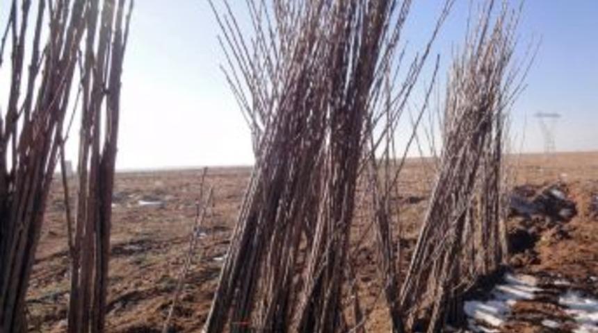 D&uuml;nyanın En B&uuml;y&uuml;k Kiraz Bah&ccedil;esi Denizli'de Kuruluyor