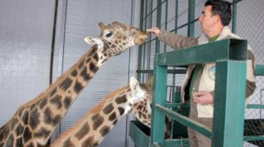Hayvanat Bah&ccedil;esinde Hayvanlar, Y&uuml;ksek Enerji I&ccedil;eren Gıdalarla Besleniyor