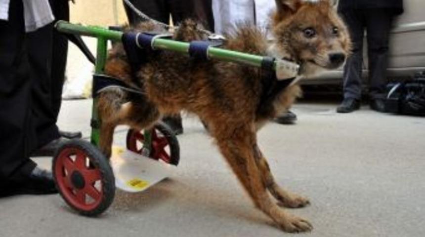 Yavru &Ccedil;akal Ortez İle Y&uuml;r&uuml;yecek