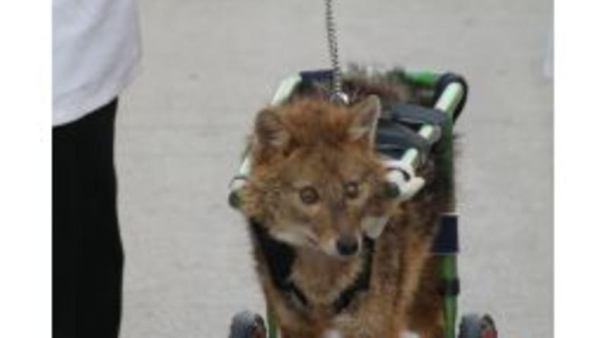 Fel&ccedil;li &Ccedil;akal, Ortezle Y&uuml;r&uuml;meye Başladı